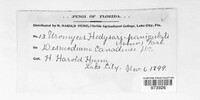 Uromyces hedysari-obscuri image